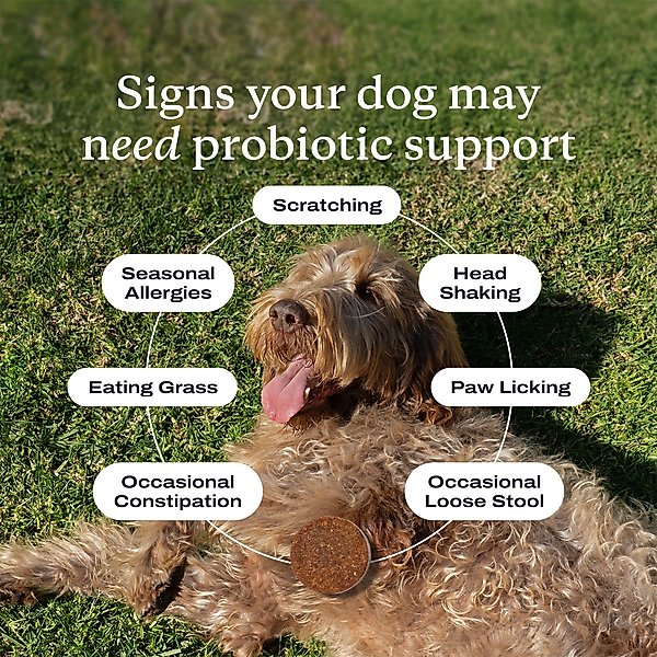 Show full view: PetLab Co. Probiotic Pork Flavored Soft Chews Digestive Supplement for Dogs, 60 count slide 5 of 10