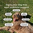 Show in main carousel: PetLab Co. Probiotic Pork Flavored Soft Chews Digestive Supplement for Dogs, 60 count slide 5 of 10