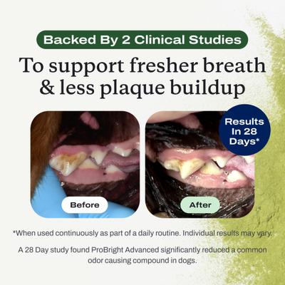 Show full view: PetLab Co. ProBright Advanced Chicken Flavored Powder Dental Supplement for Dogs, Large Dogs: 3.17-oz jar slide 9 of 11