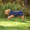 Show in main carousel: WeatherBeeta ComFiTec Premier Deluxe Waterproof Dog Coat, Navy/Burgundy, 26-in slide 5 of 8