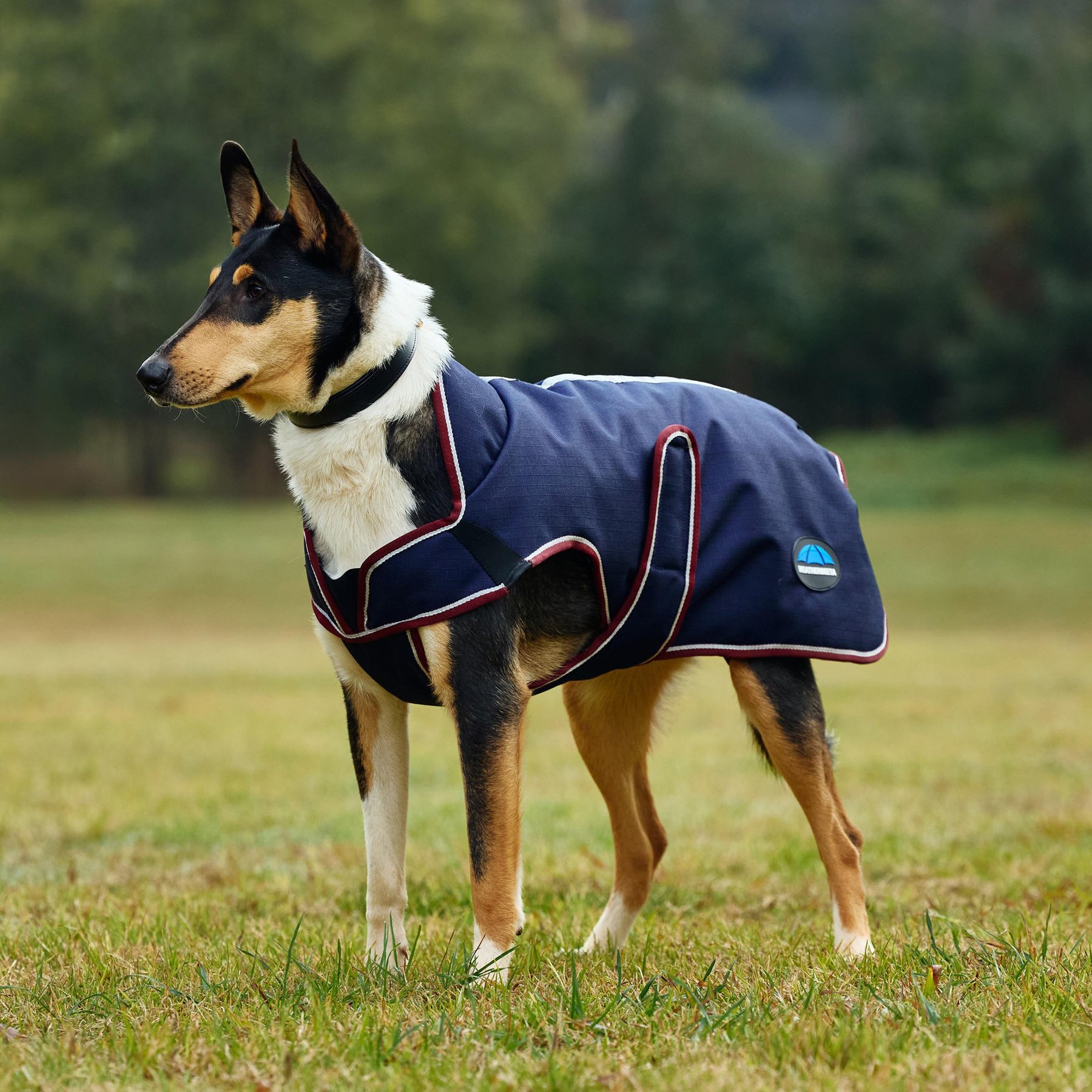 WeatherBeeta ComFiTec Premier Deluxe Waterproof Dog Coat, Navy/Burgundy, 12-in