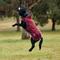 Show in main carousel: WeatherBeeta ComFiTec Premier Deluxe Waterproof Dog Coat, Burgundy/Navy, 14-in slide 3 of 9
