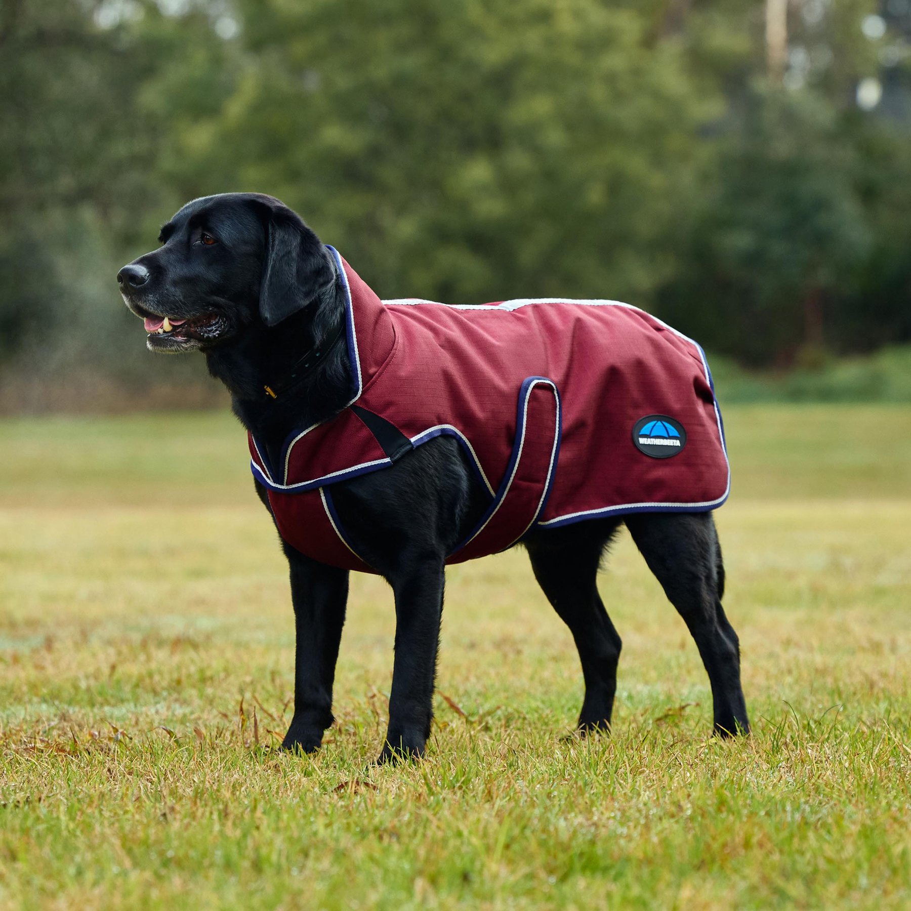 WeatherBeeta ComFiTec Premier Deluxe Waterproof Dog Coat, Burgundy/Navy, 16-in