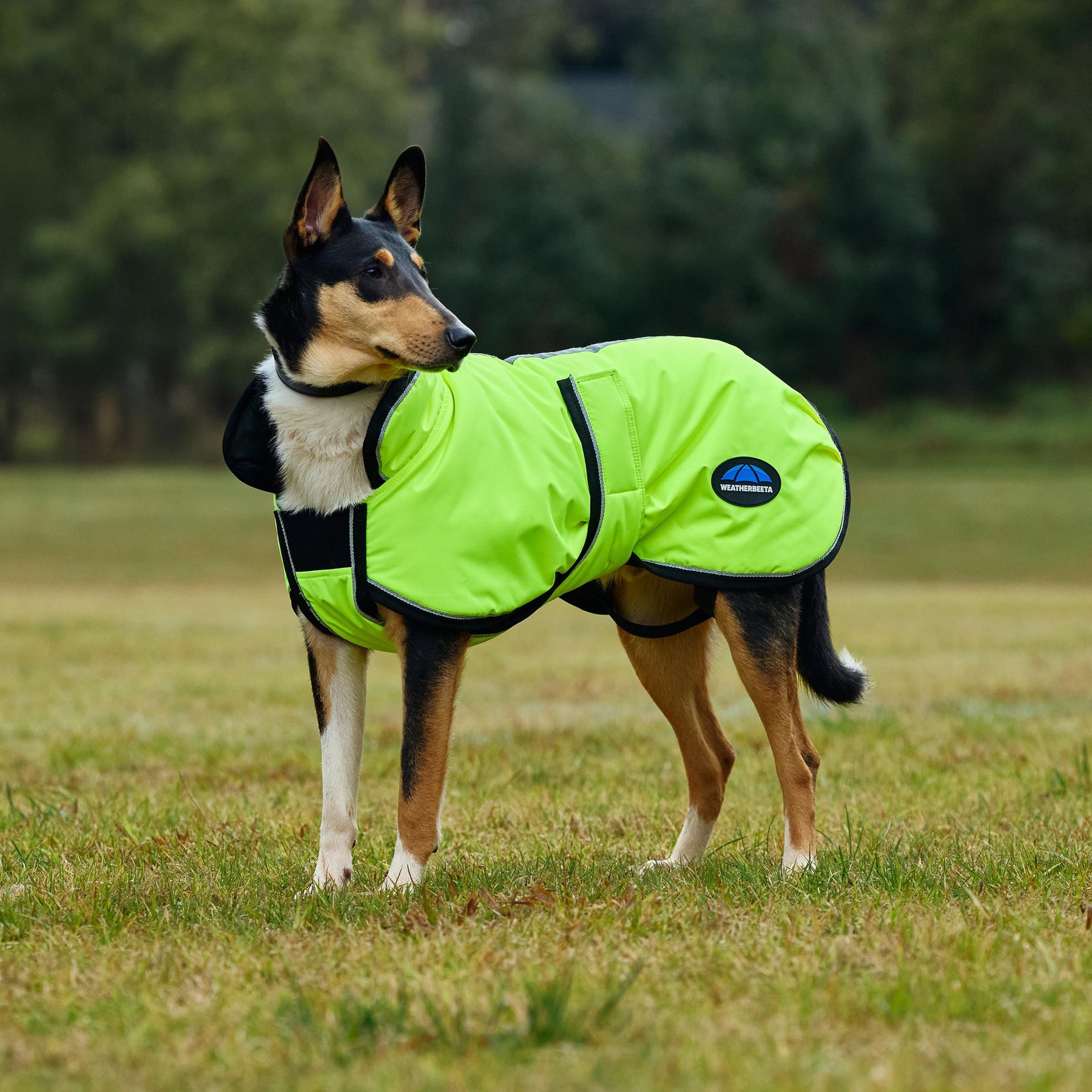 WeatherBeeta ComFiTec Reflective 300D Deluxe Showerproof Dog Coat, Yellow, 12-in