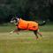 Show in main carousel: WeatherBeeta ComFiTec Reflective 300D Deluxe Showerproof Dog Coat, Orange, 16-in slide 3 of 9