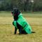 Show in main carousel: WeatherBeeta ComFiTec Reflective 300D Deluxe Showerproof Dog Coat, Green, 28-in slide 5 of 8