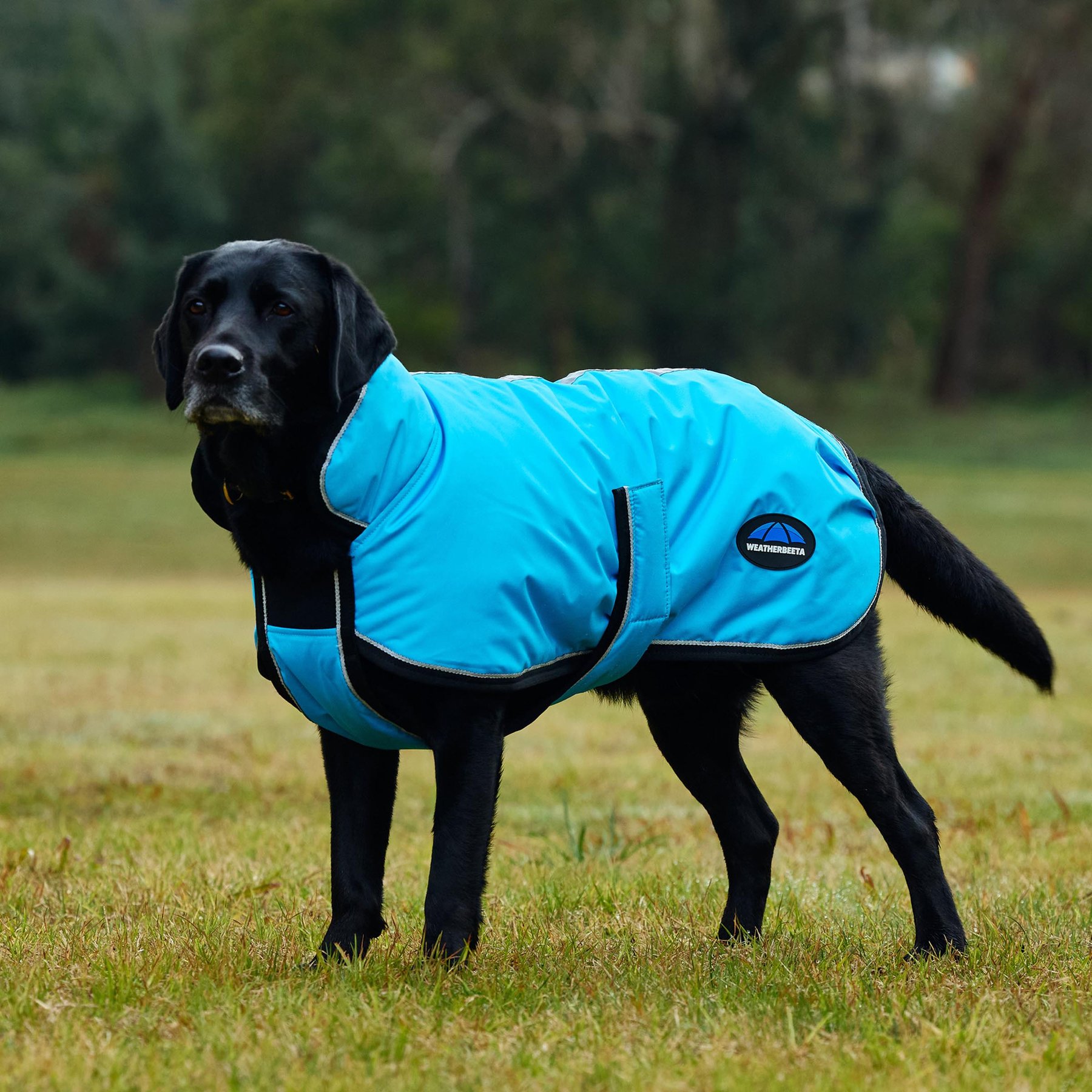 WeatherBeeta ComFiTec Reflective 300D Deluxe Showerproof Dog Coat, Blue, 20-in