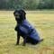 Show in main carousel: WeatherBeeta ComFiTec Classic Waterproof Dog Coat, Navy, 18-in slide 2 of 7