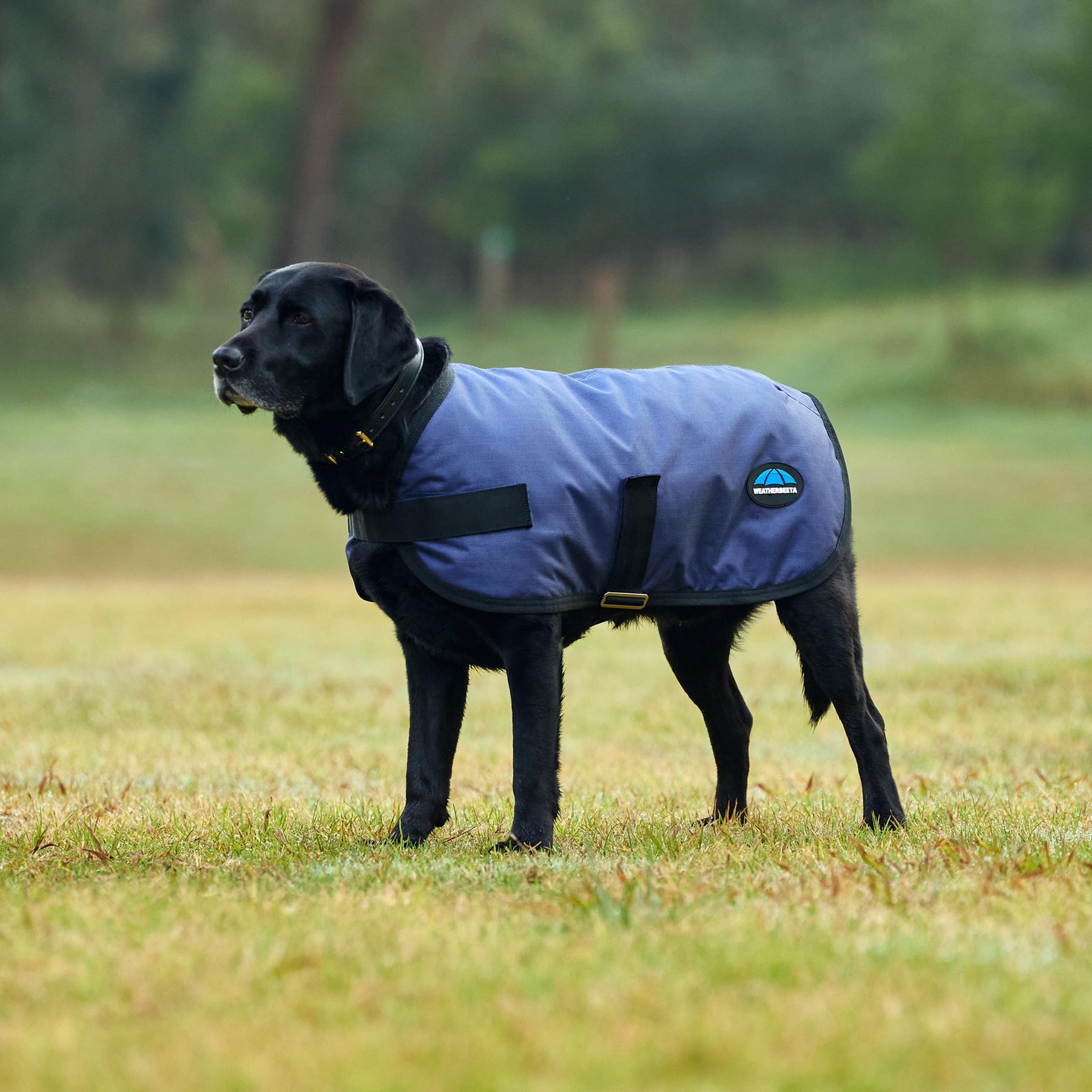 WeatherBeeta ComFiTec Classic Waterproof Dog Coat, Navy, 30-in