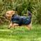 Show in main carousel: WeatherBeeta ComFiTec Classic Waterproof Dog Coat, Charcoal, 32-in slide 8 of 9