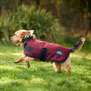 WeatherBeeta ComFiTec Classic Waterproof Dog Coat, Burgundy, 20-in
