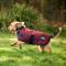 Show in main carousel: WeatherBeeta ComFiTec Classic Waterproof Dog Coat, Burgundy, 20-in slide 4 of 7