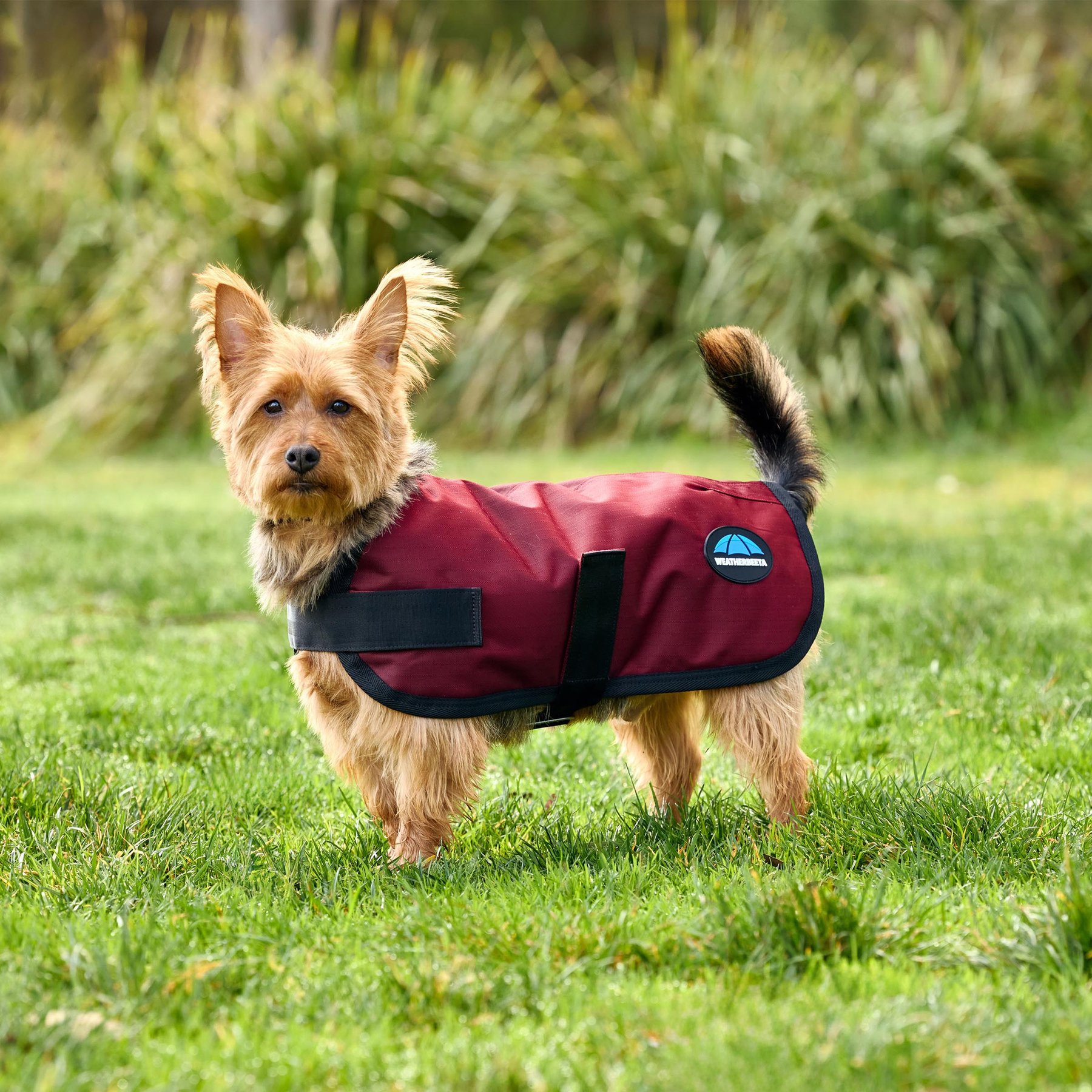 WeatherBeeta ComFiTec Classic Waterproof Dog Coat, Burgundy, 24-in