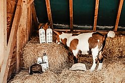 Show Off That Shine Livestock Conditioner, 32-fl oz bottle slide 2 of 4