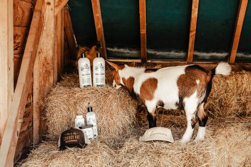 Show full view: Show Off That Shine Livestock Conditioner, 32-fl oz bottle slide 3 of 4