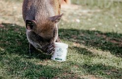 Show Off Udderly Amazing Livestock Balm, 16-oz jar slide 2 of 4