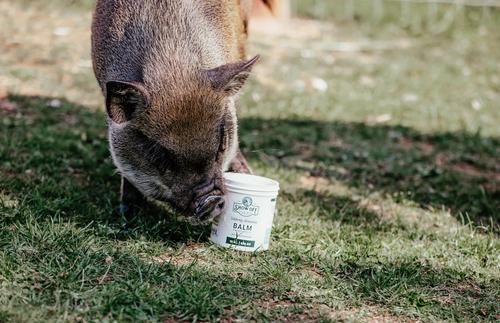 Show full view: Show Off Udderly Amazing Livestock Balm, 16-oz jar slide 2 of 4