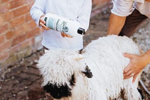 Show full view: Show Off That Shine Livestock Conditioner, 32-fl oz bottle slide 2 of 4