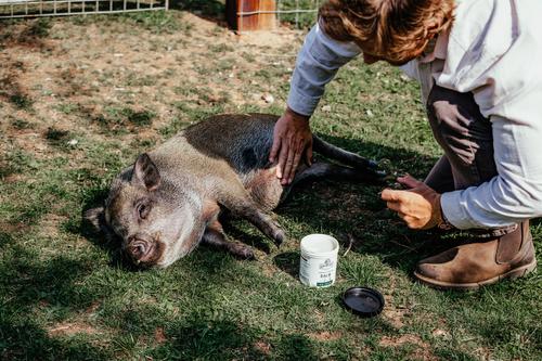 Show full view: Show Off Udderly Amazing Livestock Balm, 16-oz jar slide 4 of 4