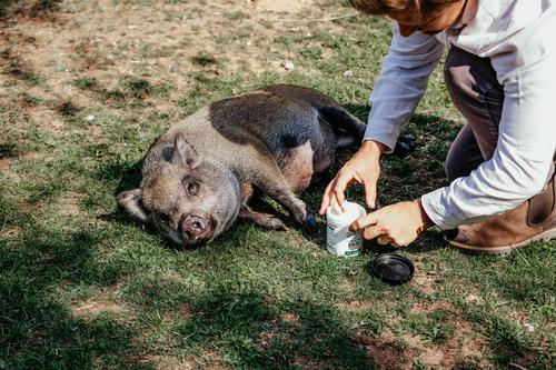 Show full view: Show Off Udderly Amazing Livestock Balm, 16-oz jar slide 3 of 4