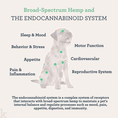 Show full view: Kradle Daily Broad Spectrum Hemp Extract Chicken Flavored Soft Chew Calming Supplement for Dogs, 30-count slide 4 of 11