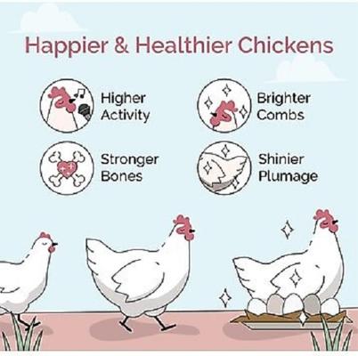 Show full view: Mile Four Organic 16% Protein Mash Layer Chicken & Duck Feed, 23-lb bag slide 4 of 10