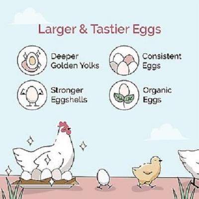 Show full view: Mile Four Organic 16% Protein Mash Layer Chicken & Duck Feed, 2-lb bag slide 3 of 10