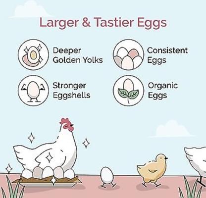 Show full view: Mile Four Organic 16% Protein Mash Layer Chicken & Duck Feed, 23-lb bag slide 3 of 10