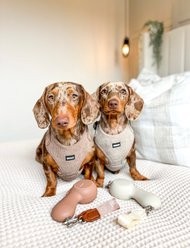 Maison FurRéal ChocoLéash Flagship with Hand Warming & Power Bank Retractable Dog Leash, Mocha Mousse, 9-ft long, 1.75-in wide slide 2 of 9