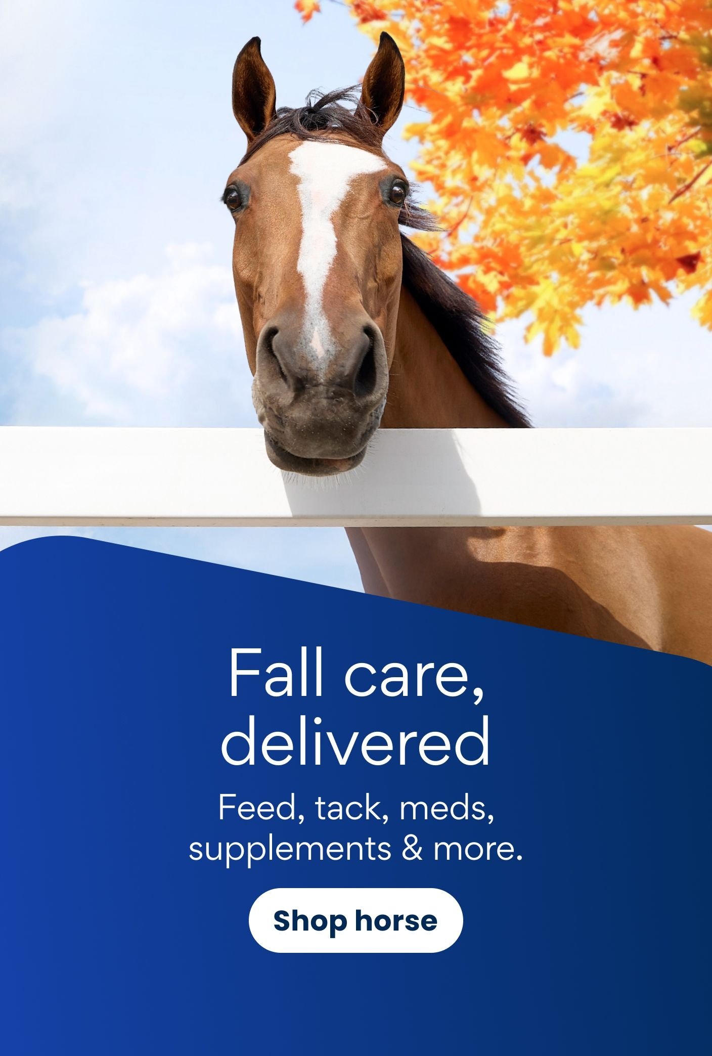 Fall care, delivered Feed, tack, meds, supplements & more