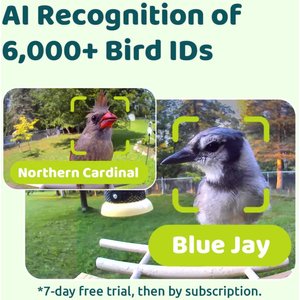 Birdfy Wooden Smart Bird Feeder with Camera Solar Powered, Ebony, 2.8L