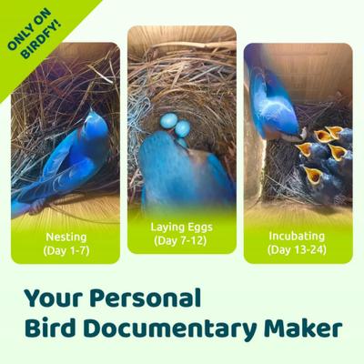 Show full view: Birdfy Solar Powered Smart Bird House with Camera, Ebony slide 3 of 10