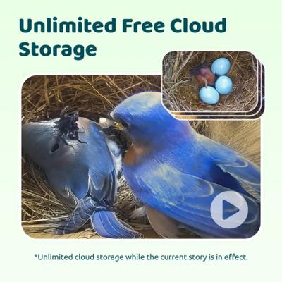 Show full view: Birdfy Solar Powered Smart Bird House with Camera, Ebony slide 4 of 10