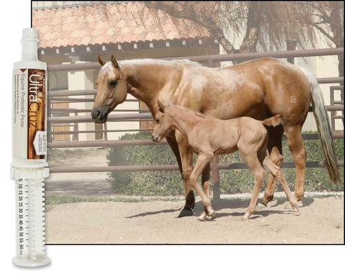 Show full view: UltraCruz Probiotic Horse Supplement, 60-cc syringe slide 3 of 4