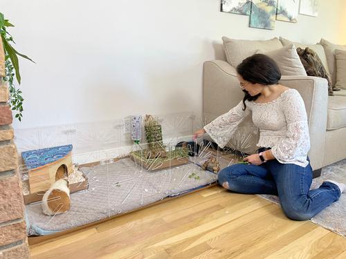 Show full view: Critter Colony Club Guinea Colony Starter Kit Guinea Pig Cage, 2 x 4: 10.89-sq ft slide 2 of 7