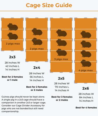 Show full view: Critter Colony Club Guinea Colony Starter Kit Guinea Pig Cage, 2 x 4: 10.89-sq ft slide 6 of 7