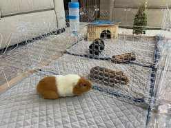 Critter Colony Club Guinea Colony Divider Pack Guinea Pig Cage Accessory