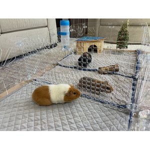Critter Colony Club Guinea Colony Divider Pack Guinea Pig Cage Accessory