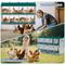 Show in main carousel: Yafylly 8 Compartment Galvanized Steel Chicken Nesting Box, 37-lb bag slide 5 of 7