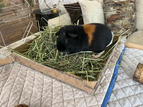 Show full view: Critter Colony Club Guinea Colony Kitchen Pack Guinea Pig Cage Litter Pan Accessory, 1 count slide 4 of 5