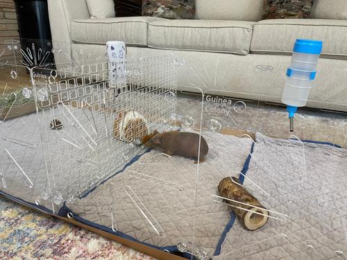 Show full view: Critter Colony Club Guinea Colony Divider Pack Guinea Pig Cage Accessory slide 2 of 5