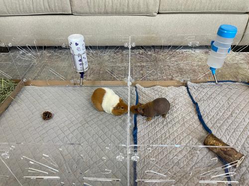 Show full view: Critter Colony Club Guinea Colony Divider Pack Guinea Pig Cage Accessory slide 3 of 5