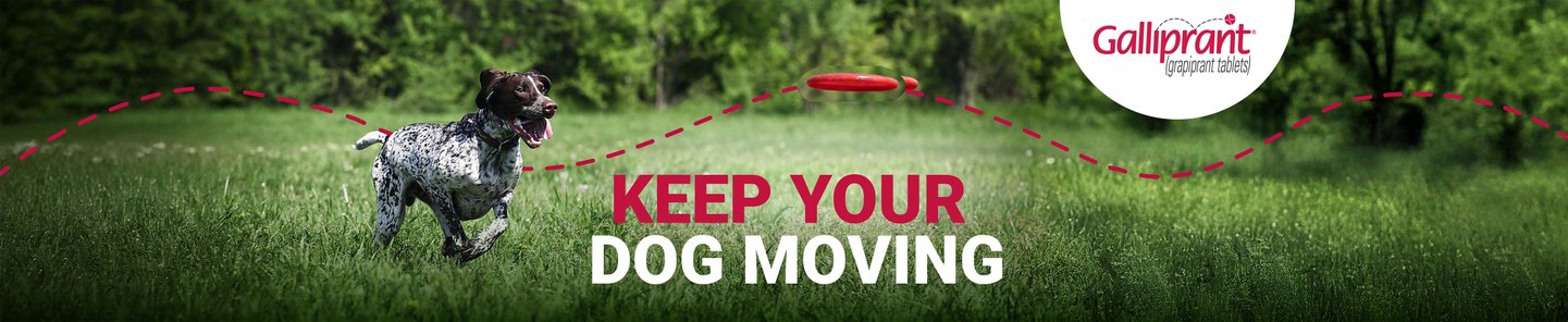 Galloprant (grapiprant tablets) KEEP YOUR DOG MOVING