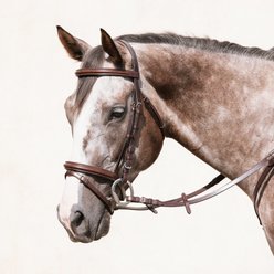 Nunn Finer Galway Horse Bridle, Havana, Cob
