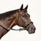 Show in main carousel: Nunn Finer Charlotte Dressage Horse Bridle, Havana, Oversize slide 1 of 4
