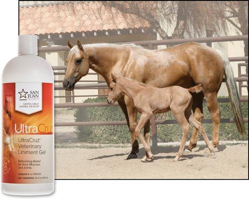 Show full view: UltraCruz Veterinary Horse Liniment Gel, 32-fl oz bottle slide 3 of 3