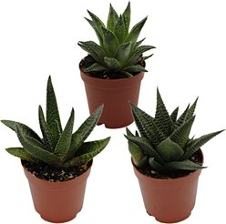 ReptiFauna Assorted Haworthia Desert Plant, 2-in Pot, 3 count
