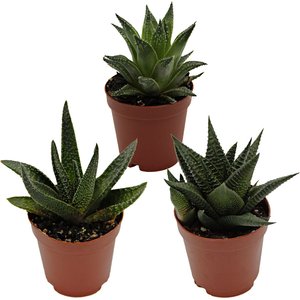 ReptiFauna Assorted Haworthia Desert Plant, 2-in Pot, 3 count