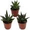 Show in main carousel: ReptiFauna Assorted Haworthia Desert Plant, 2-in Pot, 3 count slide 1 of 10