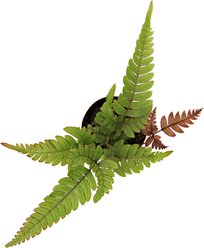 ReptiFauna Assorted Fern Tropical Plant, 2-in Pot, 3 count slide 2 of 9
